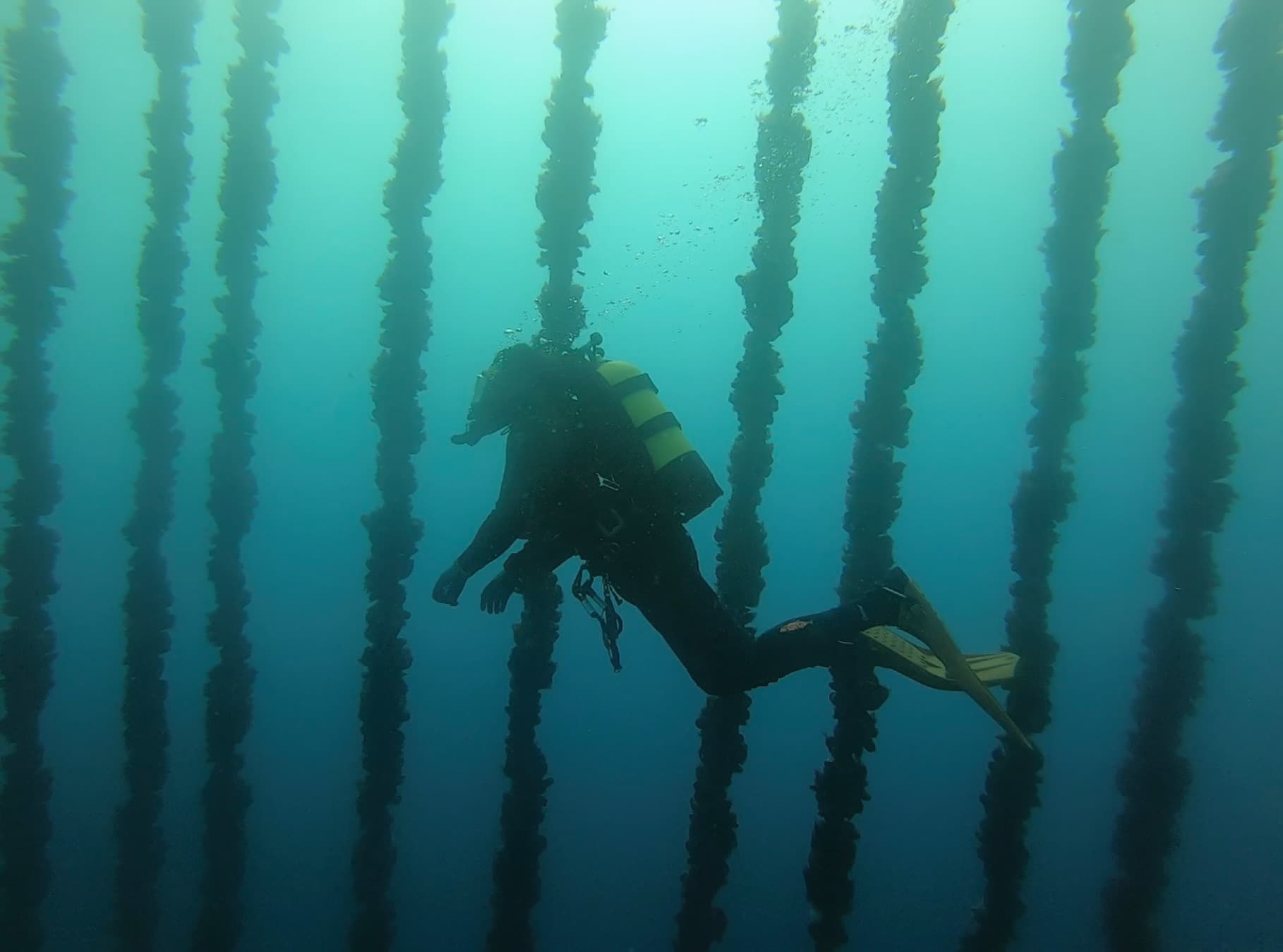 Mooring Inspection